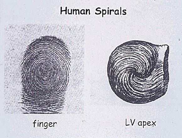 Image link