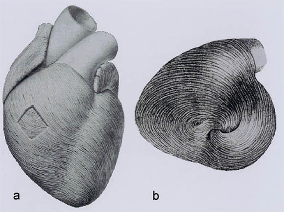 Image link